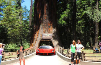 Visit redwood National park big redwoods